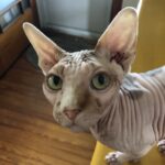 Sam